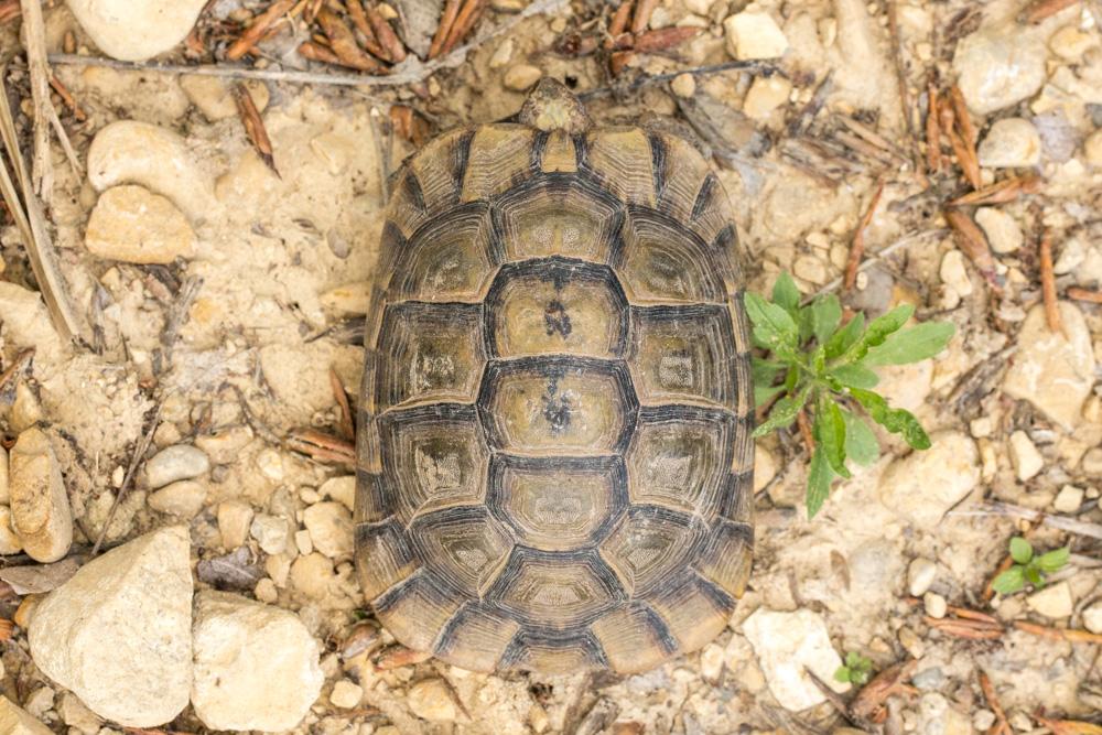 Tortue grecque Testudo graeca Linnaeus, 1758