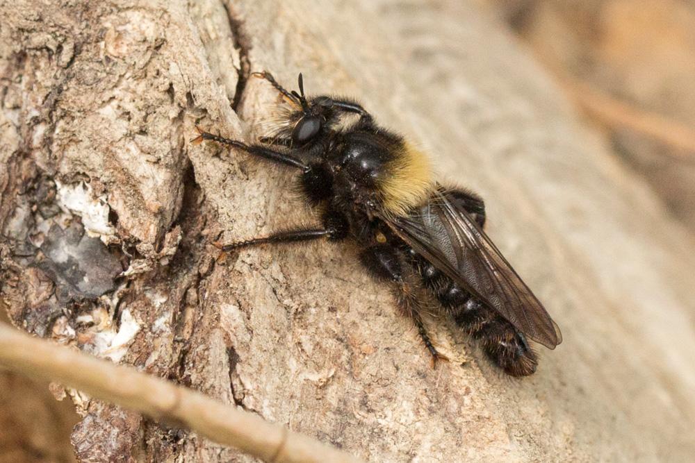  Laphria ephippium (Fabricius, 1781)