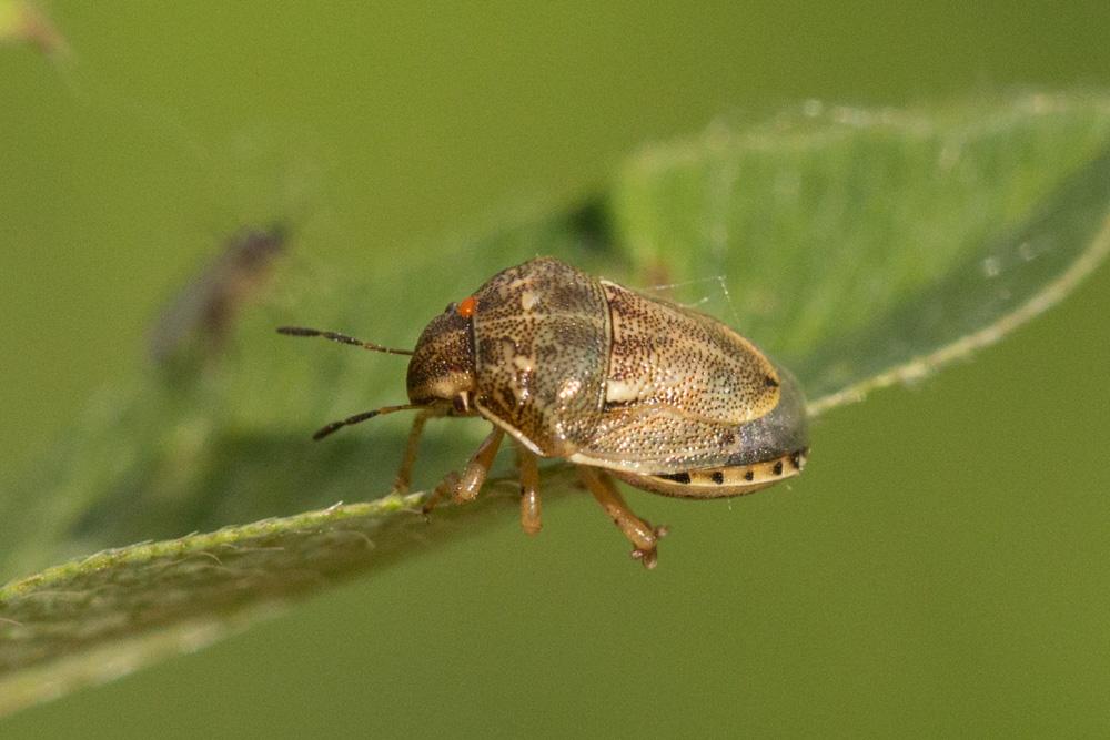  Neottiglossa leporina (Herrich-Schäffer, 1830)