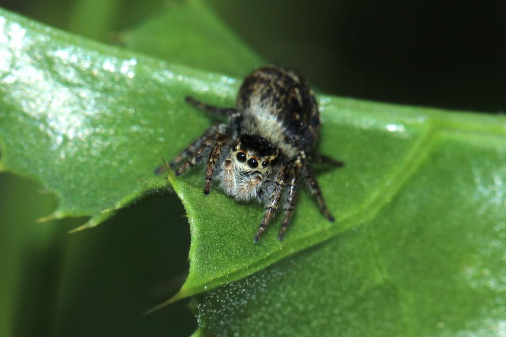 Le Araignées-crabes, Araignées-crabes des fleurs et d sp. Thomisidae  sp.