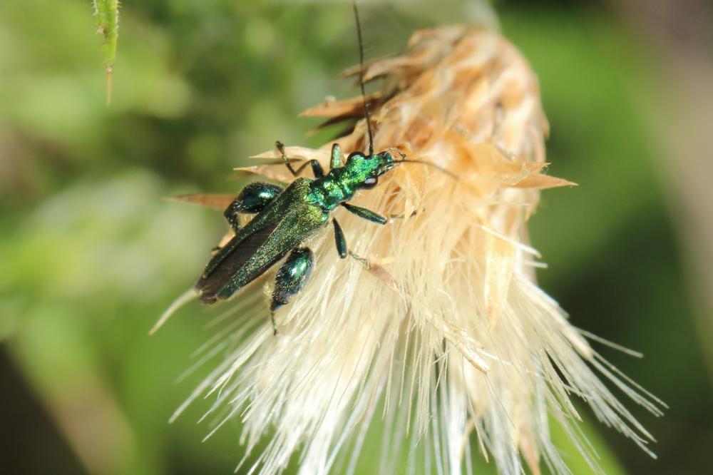 Oedemère noble Oedemera nobilis (Scopoli, 1763)