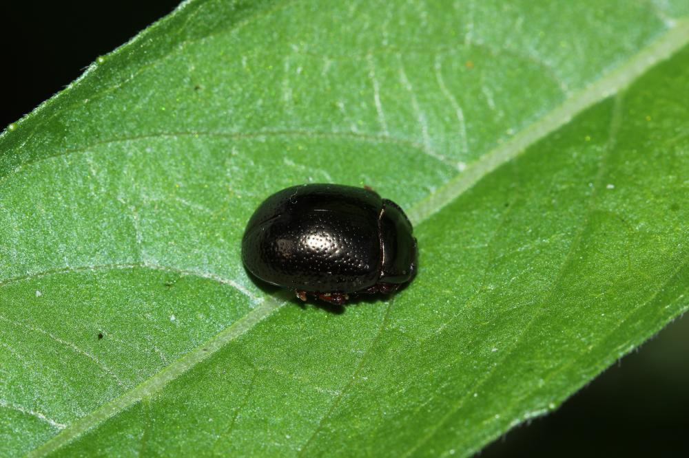  Chrysolina bankii (Fabricius, 1775)