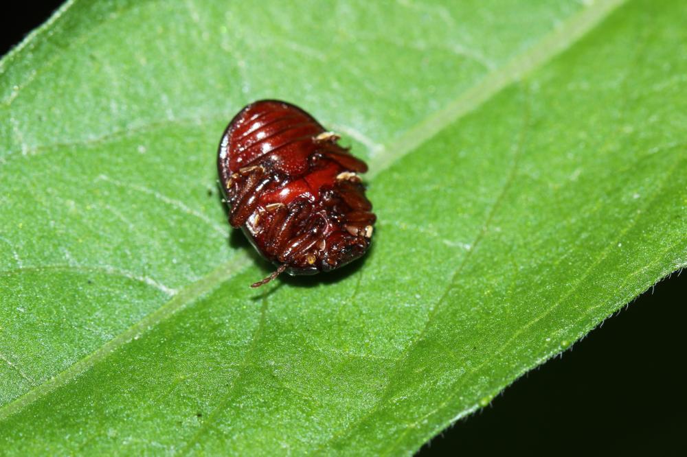  Chrysolina bankii (Fabricius, 1775)