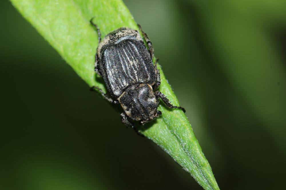 Cétoine punaise Valgus hemipterus (Linnaeus, 1758)