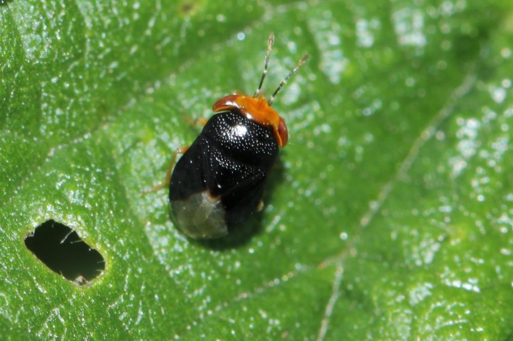 Géocore à tête rouge Geocoris erythrocephalus (Lepeletier de Saint Fargeau & Audinet-Serville, 1825)