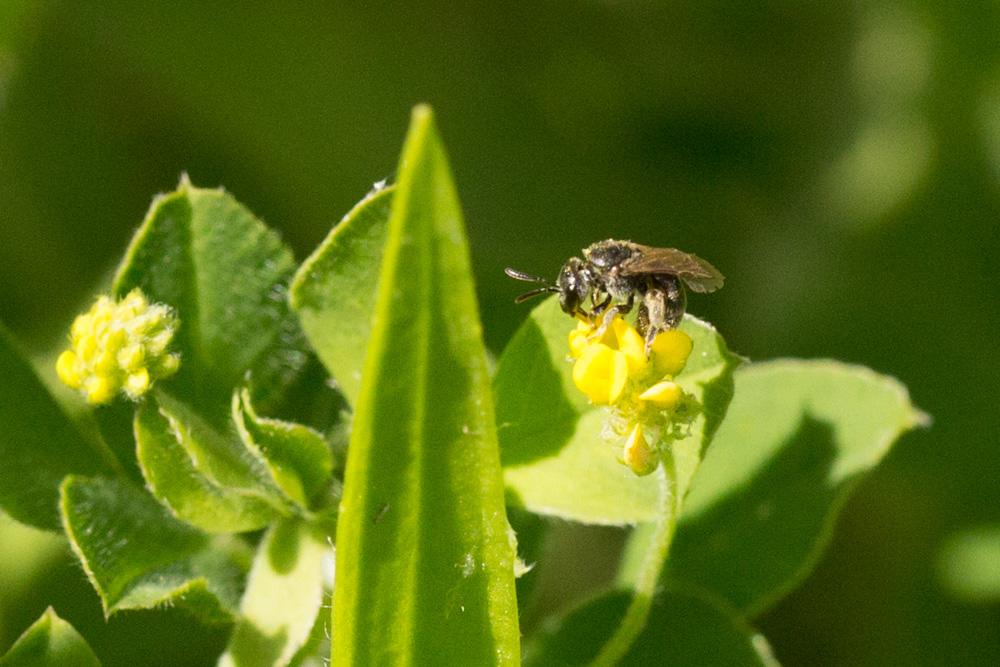 Le  sp. Lasioglossum Curtis, 1833 sp.