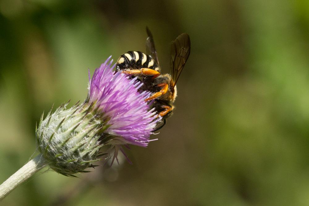 Le  Rhodanthidium septemdentatum (Latreille, 1809)