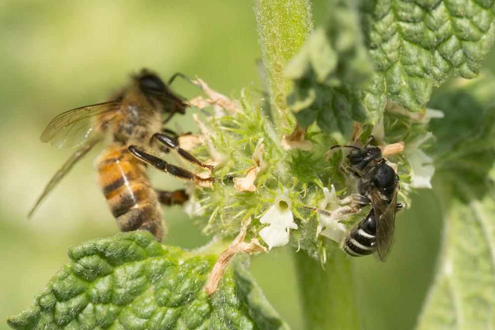 Le  sp. Lasioglossum Curtis, 1833 sp.