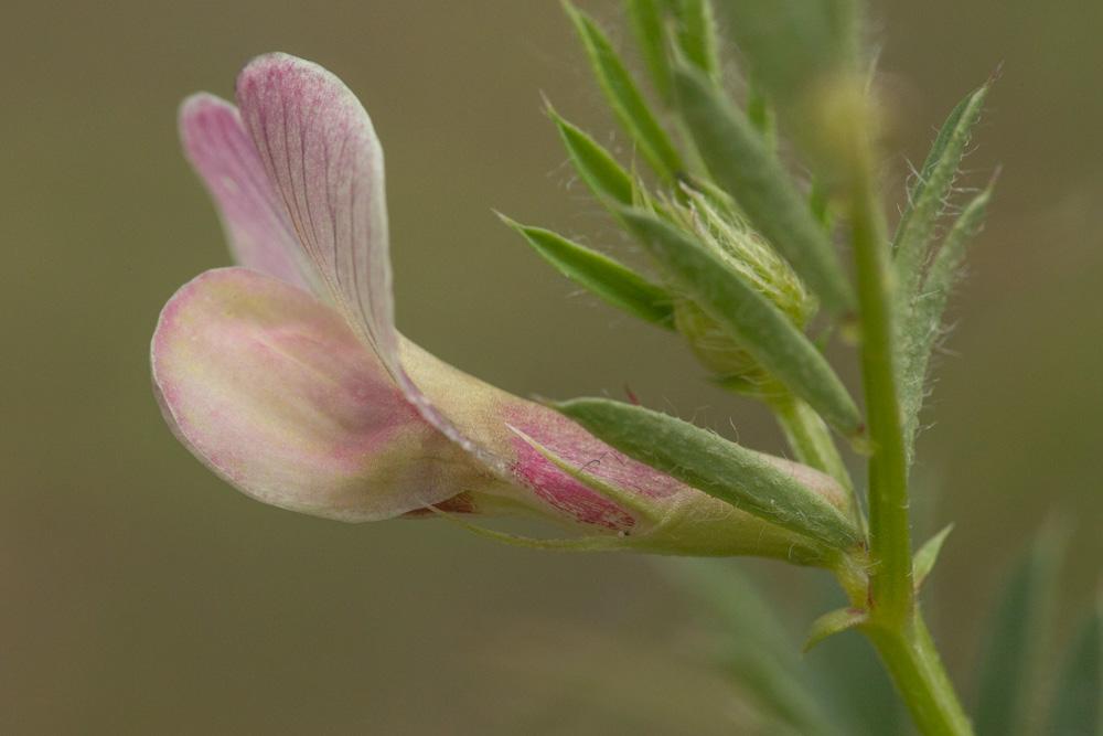 La Vesce jaune Vicia lutea L., 1753