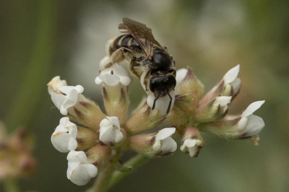 Le  sp. Lasioglossum Curtis, 1833 sp.