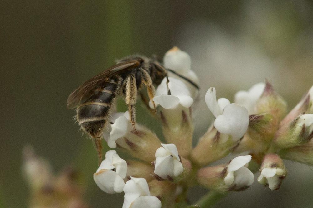 Le  sp. Lasioglossum Curtis, 1833 sp.