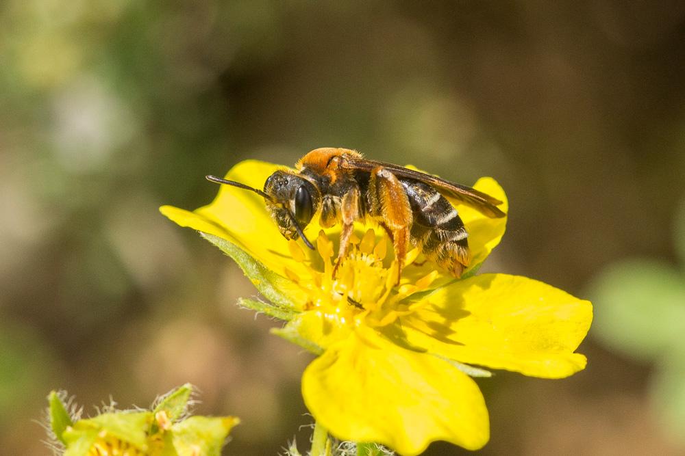 Le  Andrena limbata Eversmann, 1852