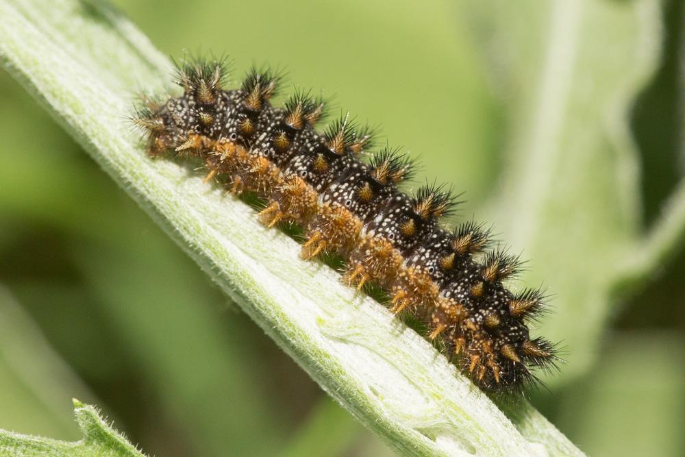 Mélitée des Centaurées (La), Grand Damier (Le) Melitaea phoebe (Denis & Schiffermüller, 1775)