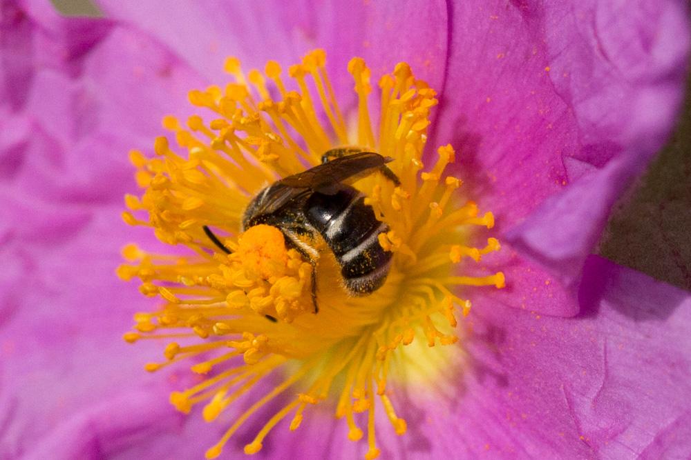 Le  sp. Lasioglossum Curtis, 1833 sp.