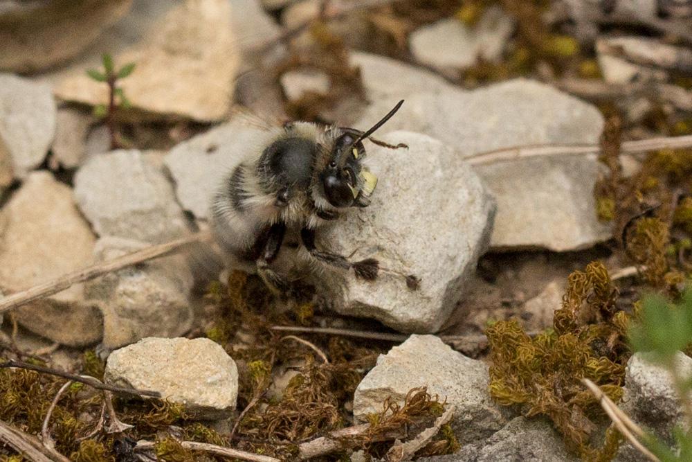 Anthophore estivale Anthophora aestivalis (Panzer, 1801)