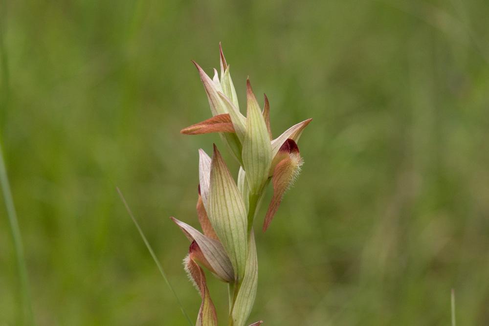 Sérapias en soc, Sérapias à labelle long Serapias vomeracea (Burm.f.) Briq., 1910