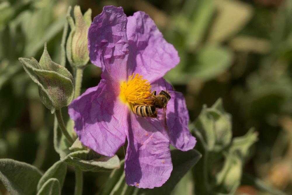  Halictus scabiosae (Rossi, 1790)