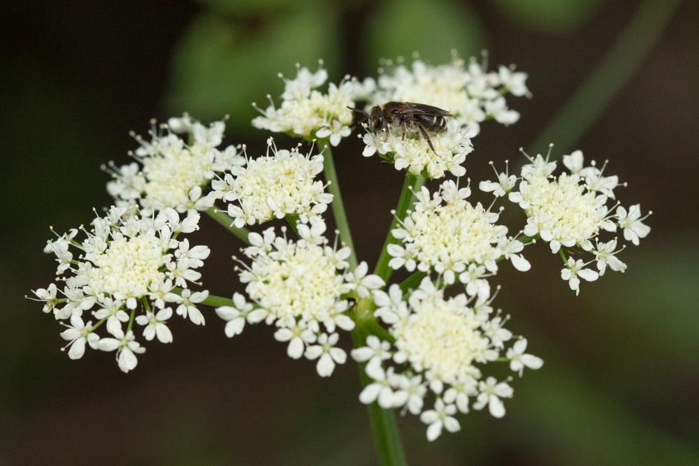  Andrena colletiformis Morawitz, 1874