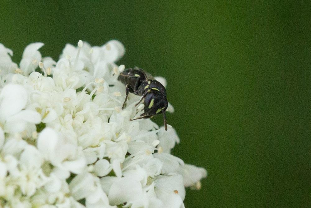  Hylaeus gibbus Saunders, 1850