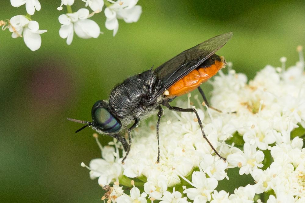 Le  Odontomyia flavissima (Rossi, 1790)