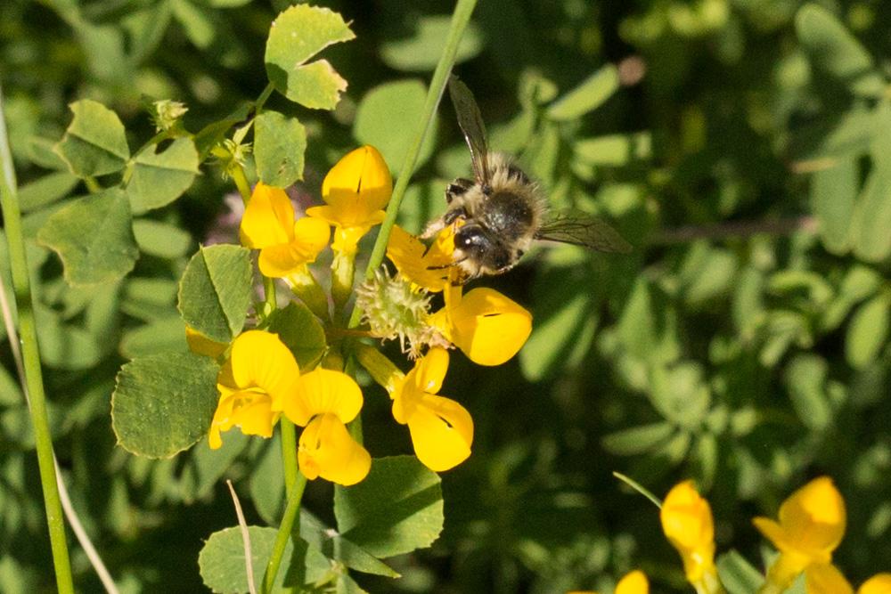 Le  Megachile circumcincta (Kirby, 1802)