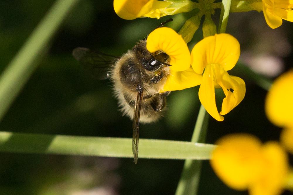 Le  Megachile circumcincta (Kirby, 1802)