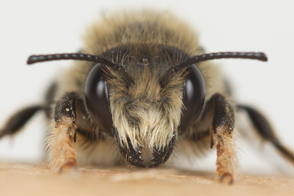 Le  Megachile circumcincta (Kirby, 1802)