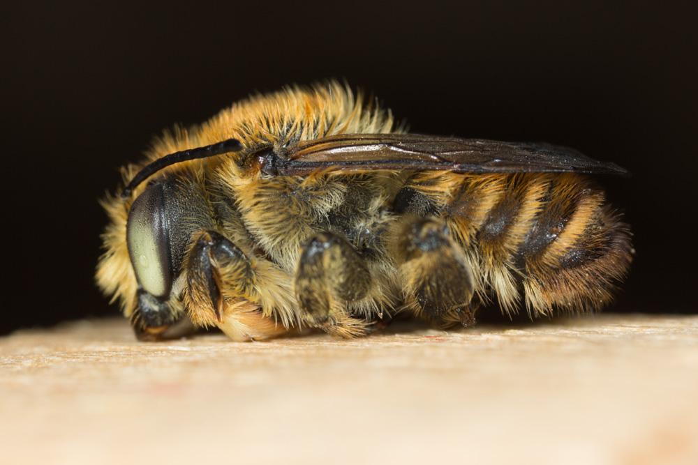 Le  Megachile maritima (Kirby, 1802)