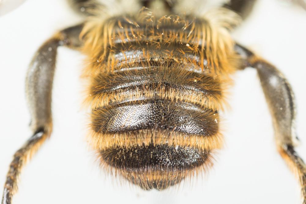 Le  Megachile maritima (Kirby, 1802)