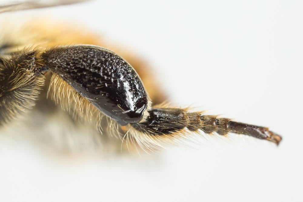 Le  Megachile maritima (Kirby, 1802)