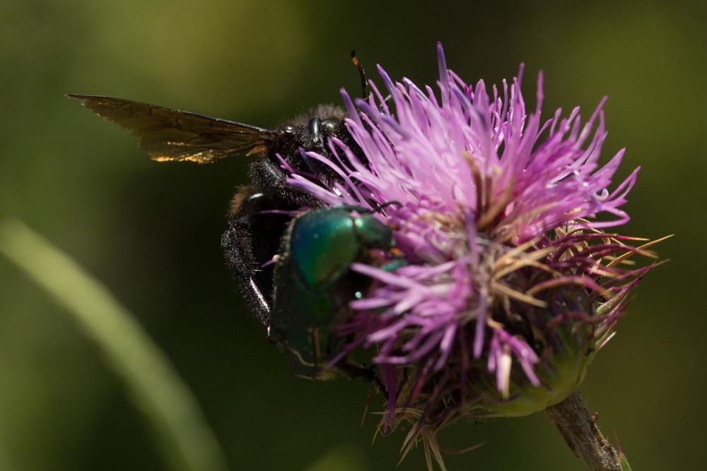 Abeille charpentière, Xylocope violet Xylocopa violacea (Linnaeus, 1758)