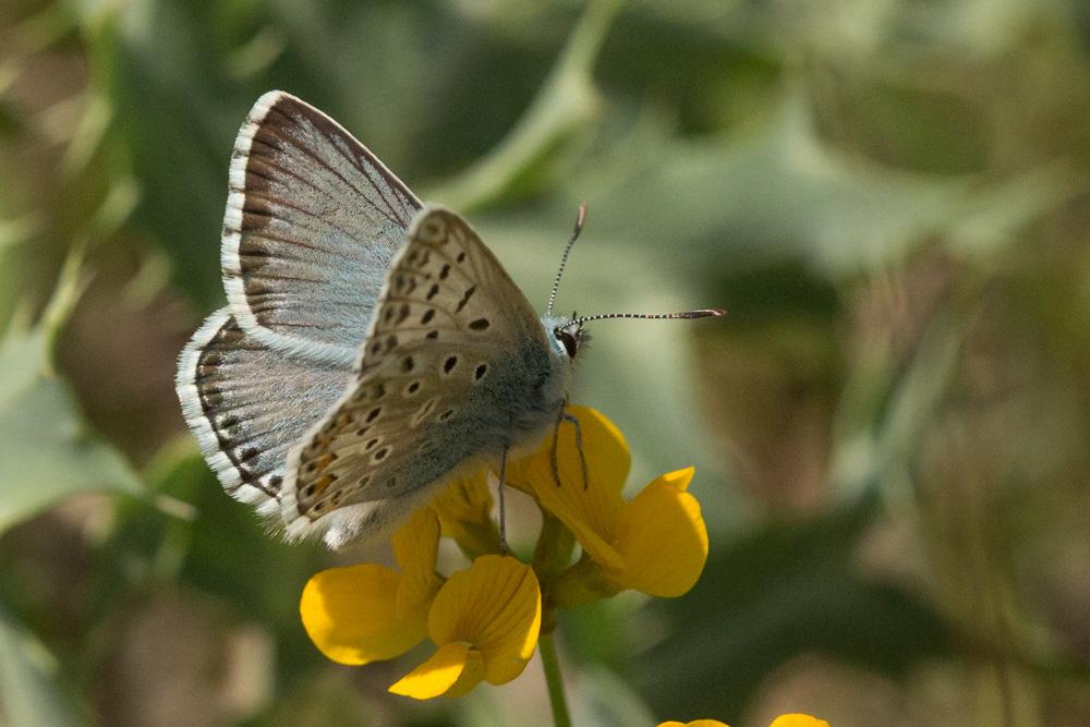 Le Bleu-nacré d'Espagne (Le) Lysandra hispana (Herrich-Schäffer, 1852)