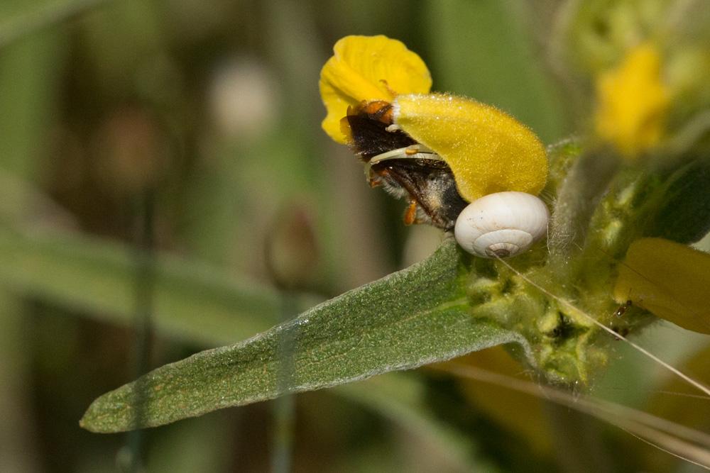  Rhodanthidium sticticum (Fabricius, 1787)