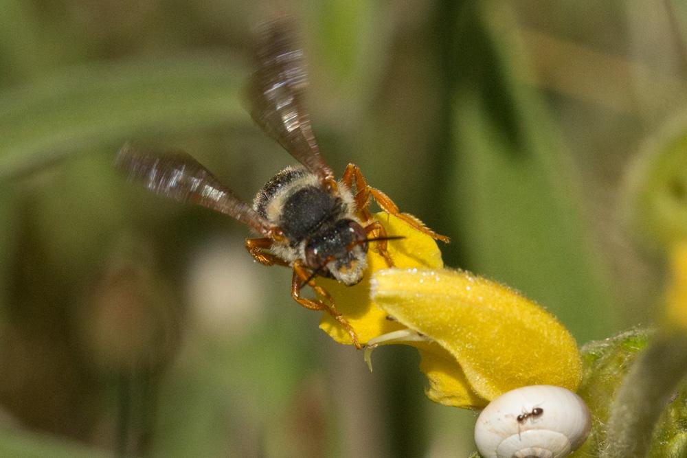  Rhodanthidium sticticum (Fabricius, 1787)