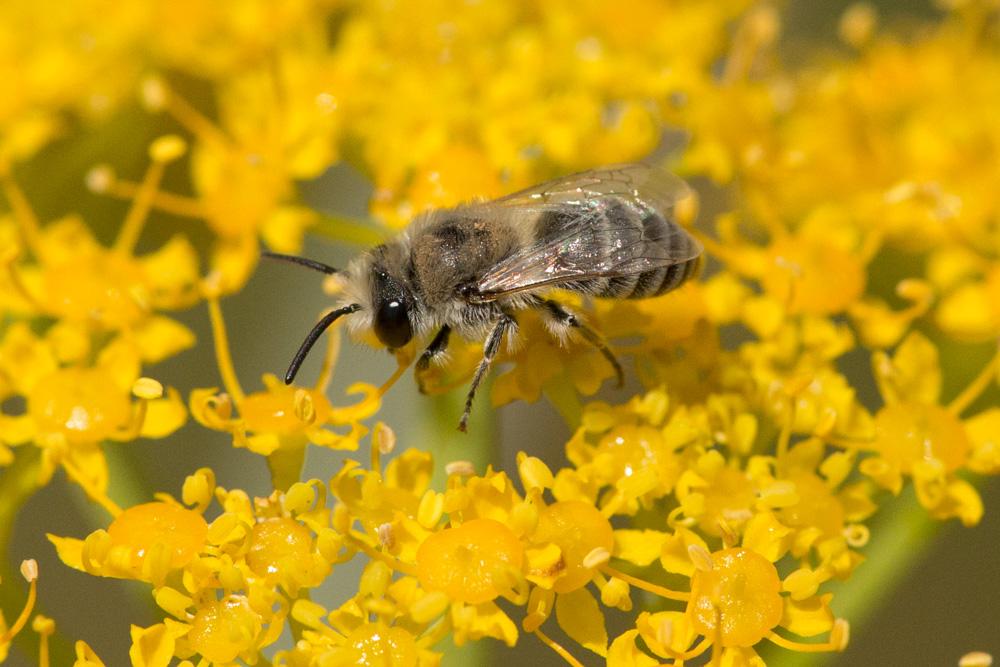  Colletes mlokossewiczi Radoszkowski, 1891