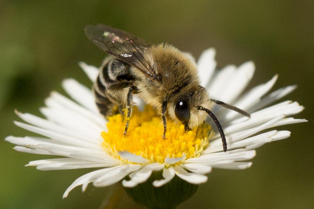 Le  Colletes similis Schenck, 1853