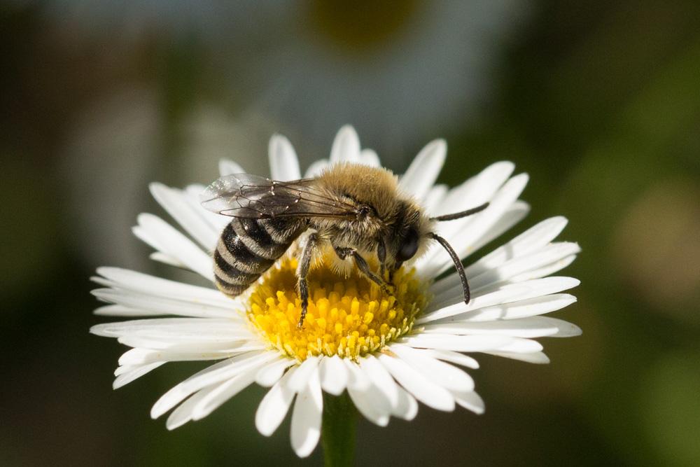 Le  Colletes similis Schenck, 1853