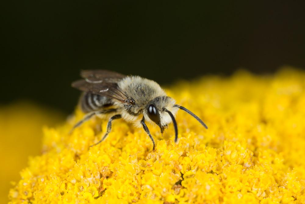  Colletes similis Schenck, 1853