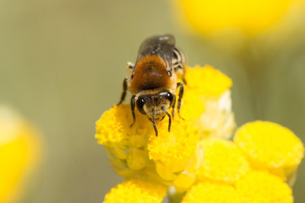  Colletes similis Schenck, 1853