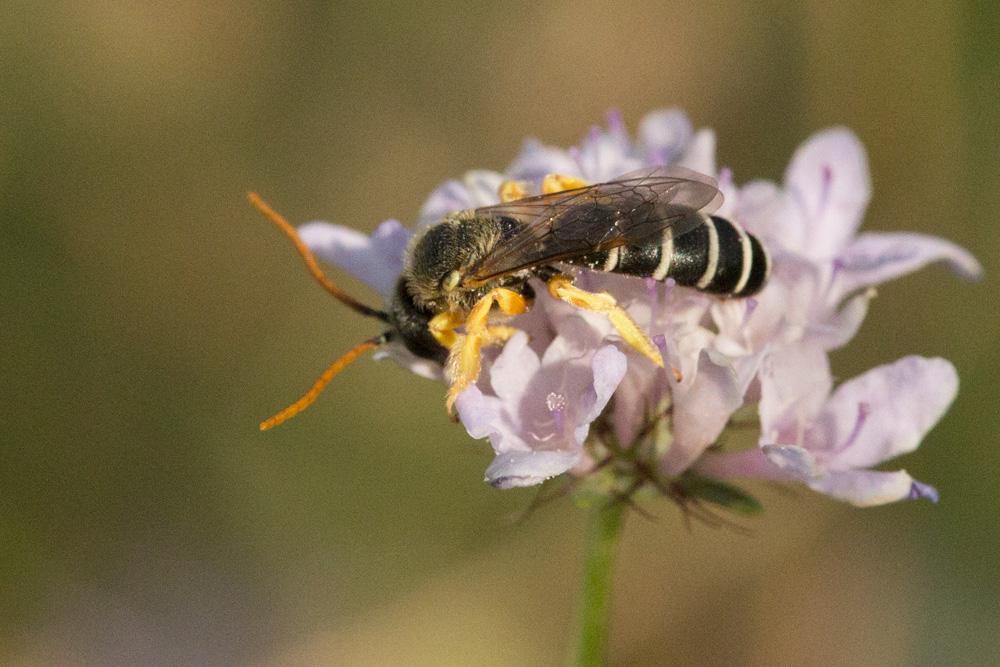  Halictus patellatus Morawitz, 1873