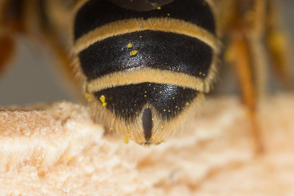  Halictus patellatus Morawitz, 1873