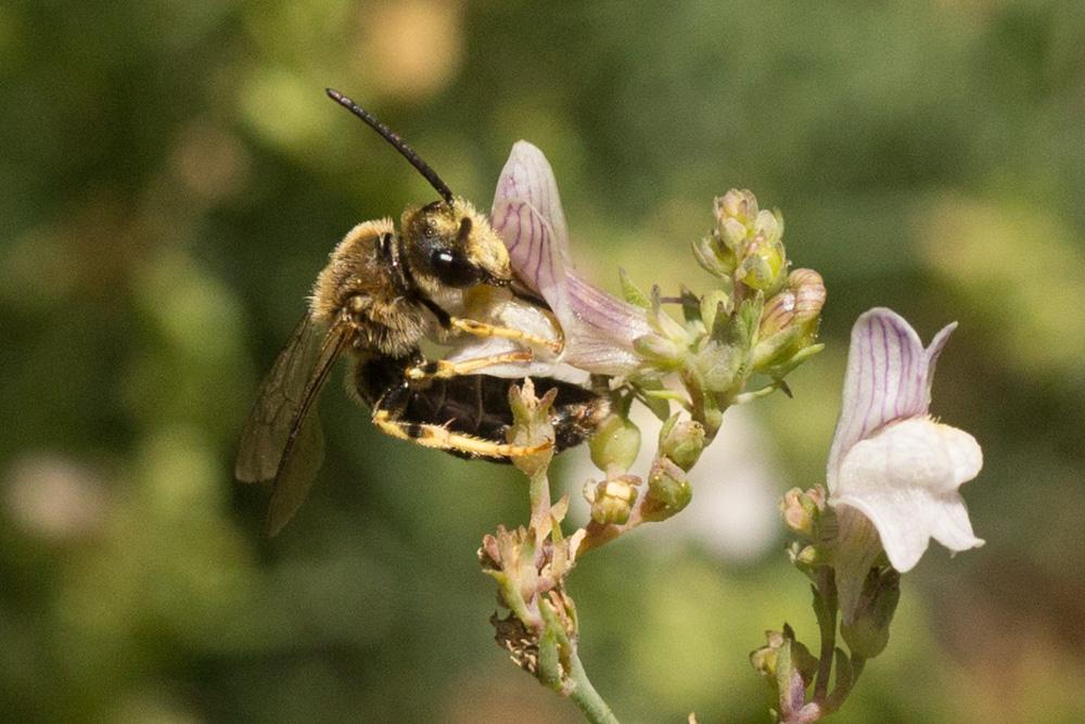  Halictus rubicundus (Christ, 1791)