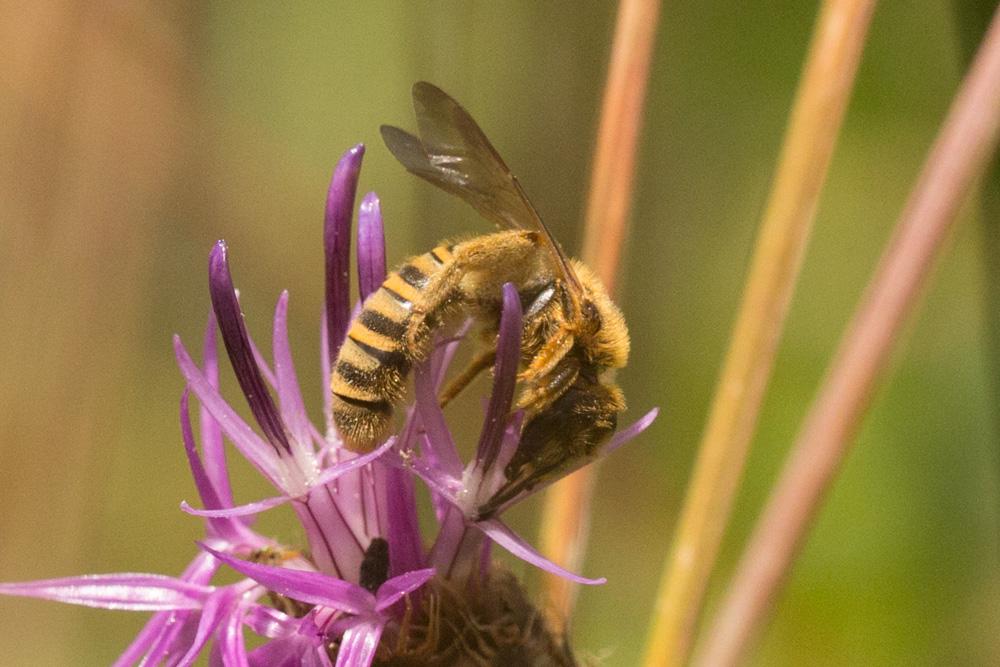  Halictus scabiosae (Rossi, 1790)