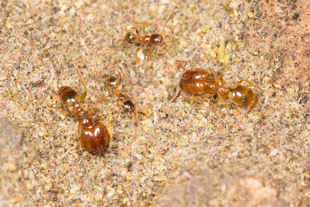  Pheidole pallidula (Nylander, 1849)