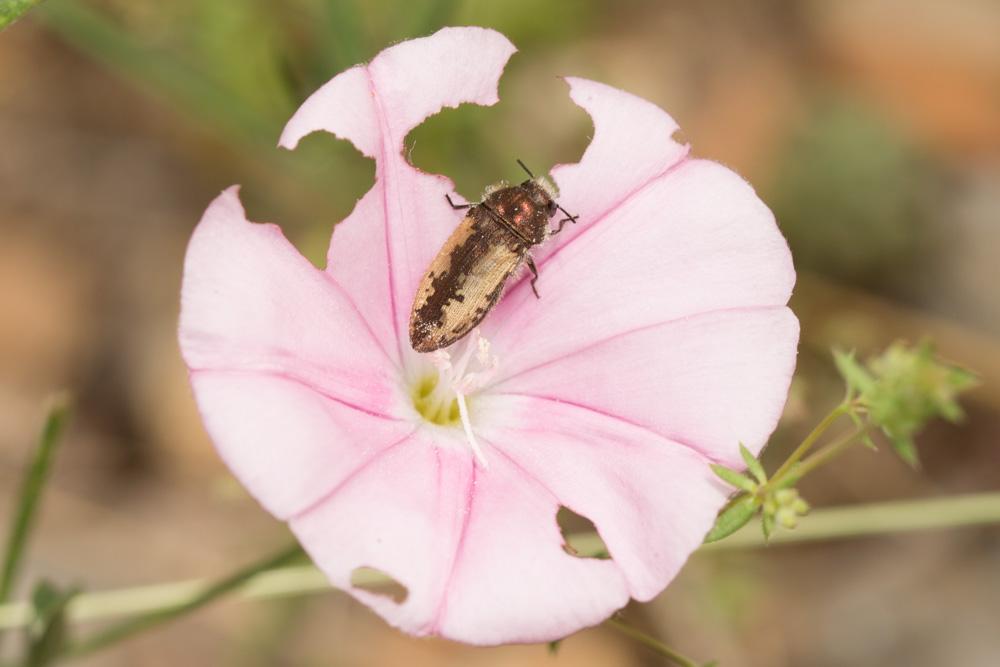 Acméodère de la Piloselle Acmaeodera pilosellae (Bonelli, 1812)