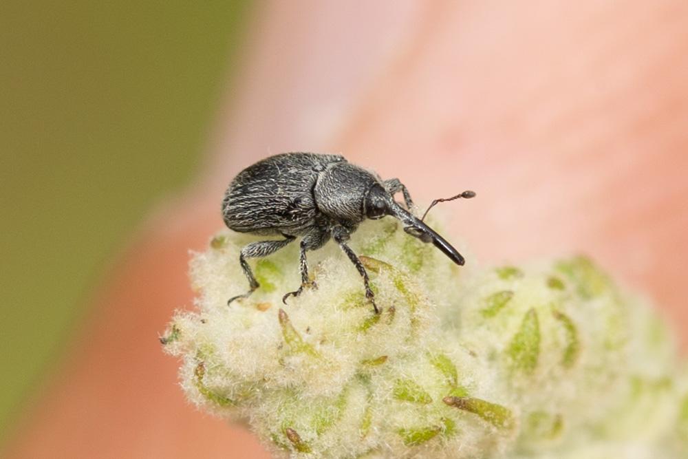  Anthonomus rubi (Herbst, 1795)