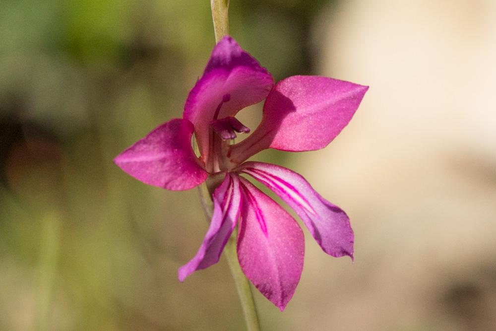 Le Glaïeul douteux Gladiolus dubius Guss., 1832