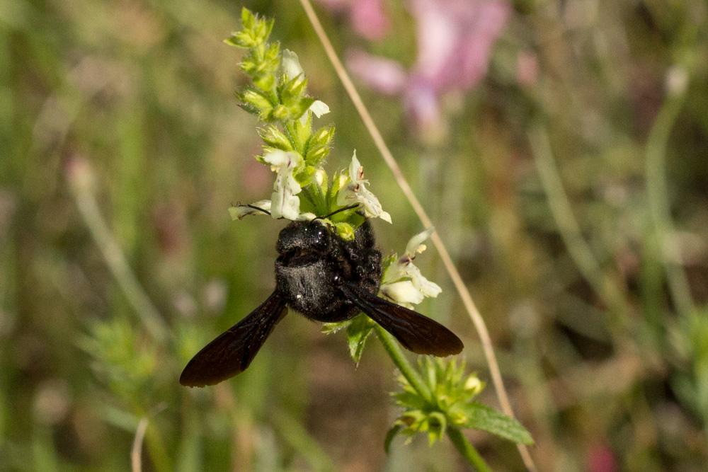  Xylocopa Latreille, 1802