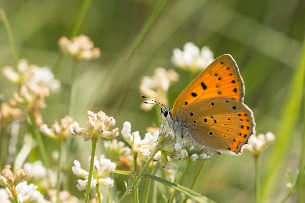 Le Cuivré mauvin (Le), Cuivré flamboyant (Le), Argus  Lycaena alciphron (Rottemburg, 1775)