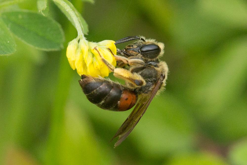  Andrena schencki Morawitz, 1866